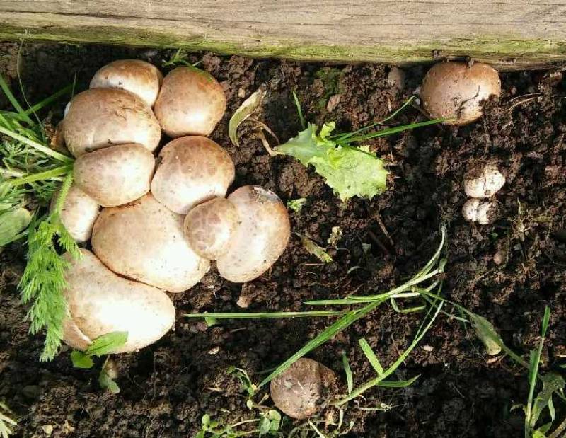 Agaricus bisporus