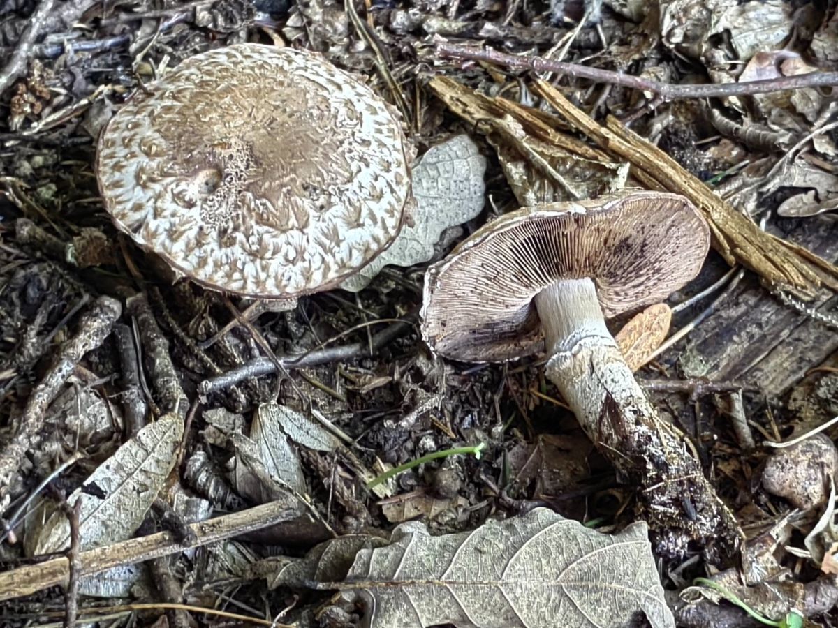 Agaricus bohusii