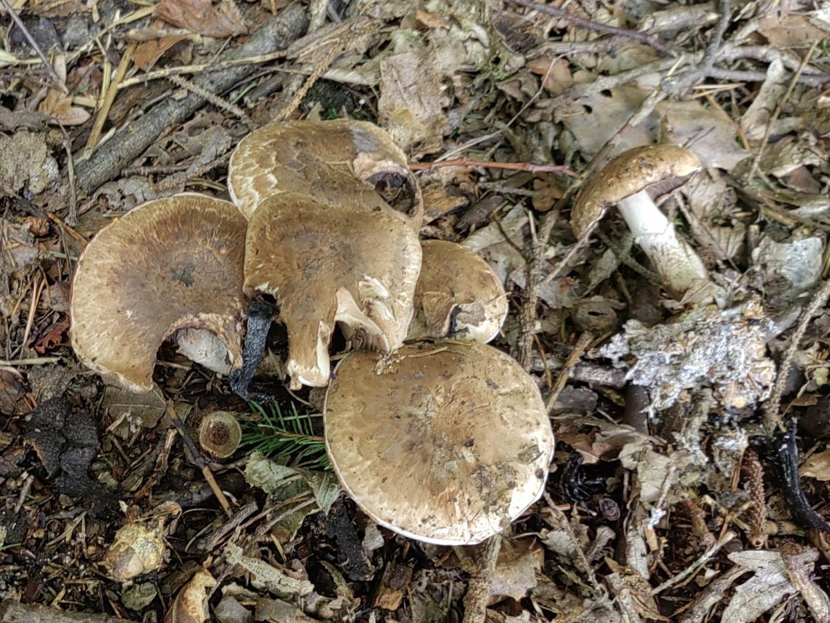 Agaricus bohusii