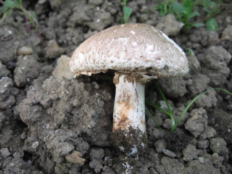 Agaricus bresadolanus