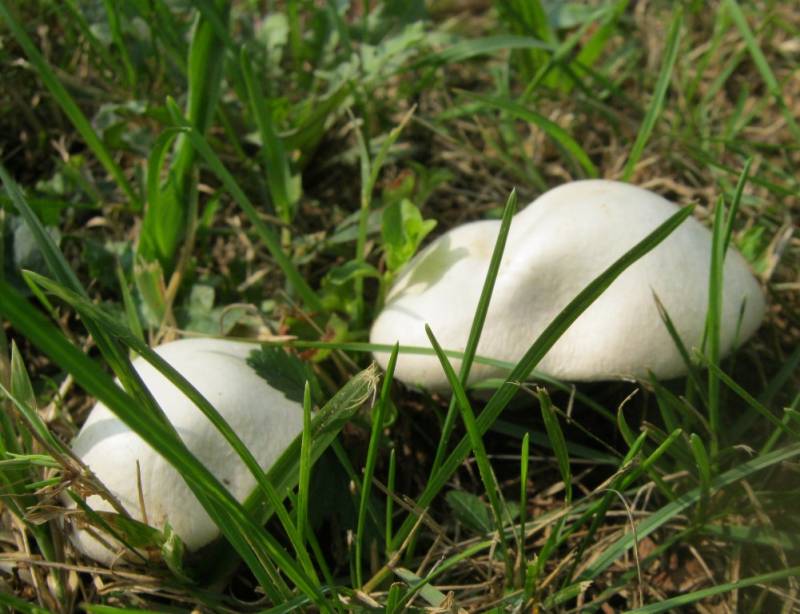 Agaricus campestris