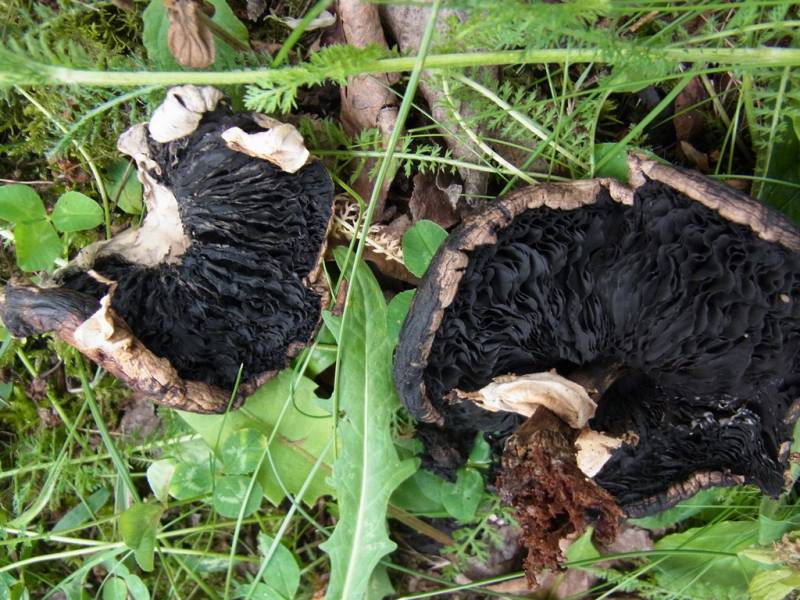 Agaricus cappellianus