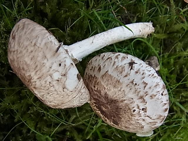 Agaricus impudicus