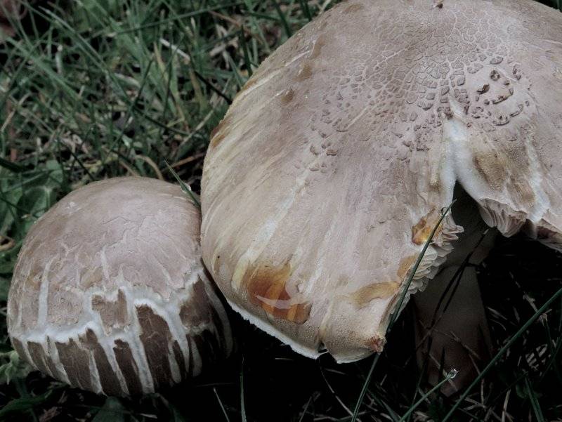 Agaricus phaeolepidotus