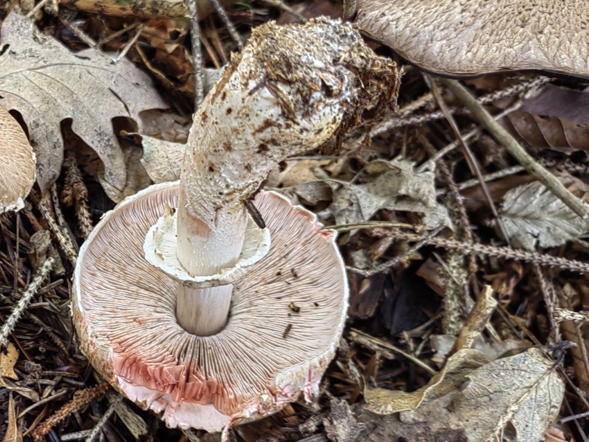 Agaricus sylvaticus