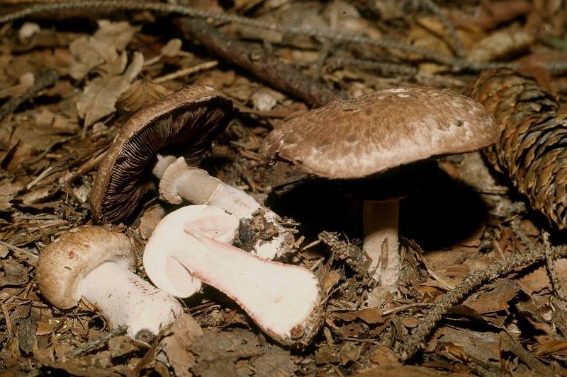 Agaricus sylvaticus