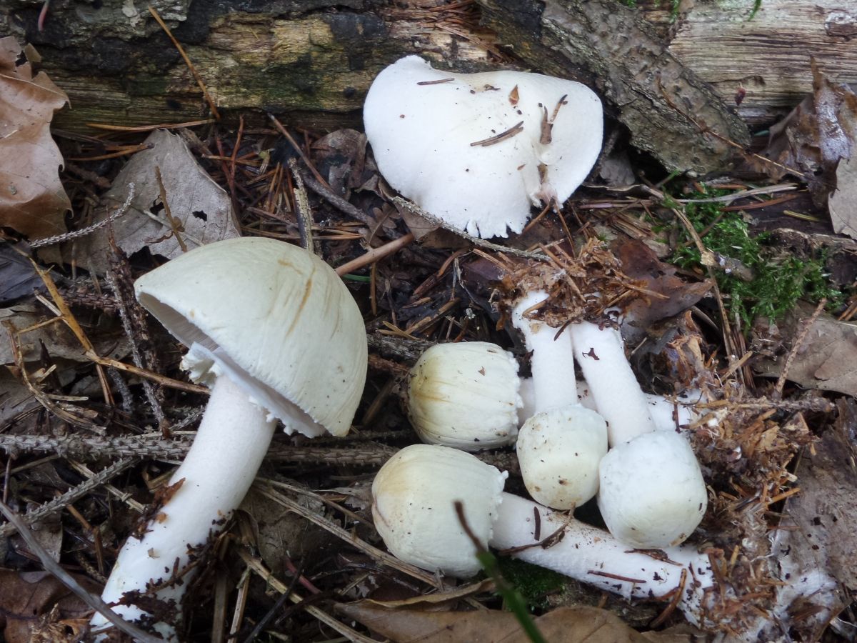 Agaricus sylvicola