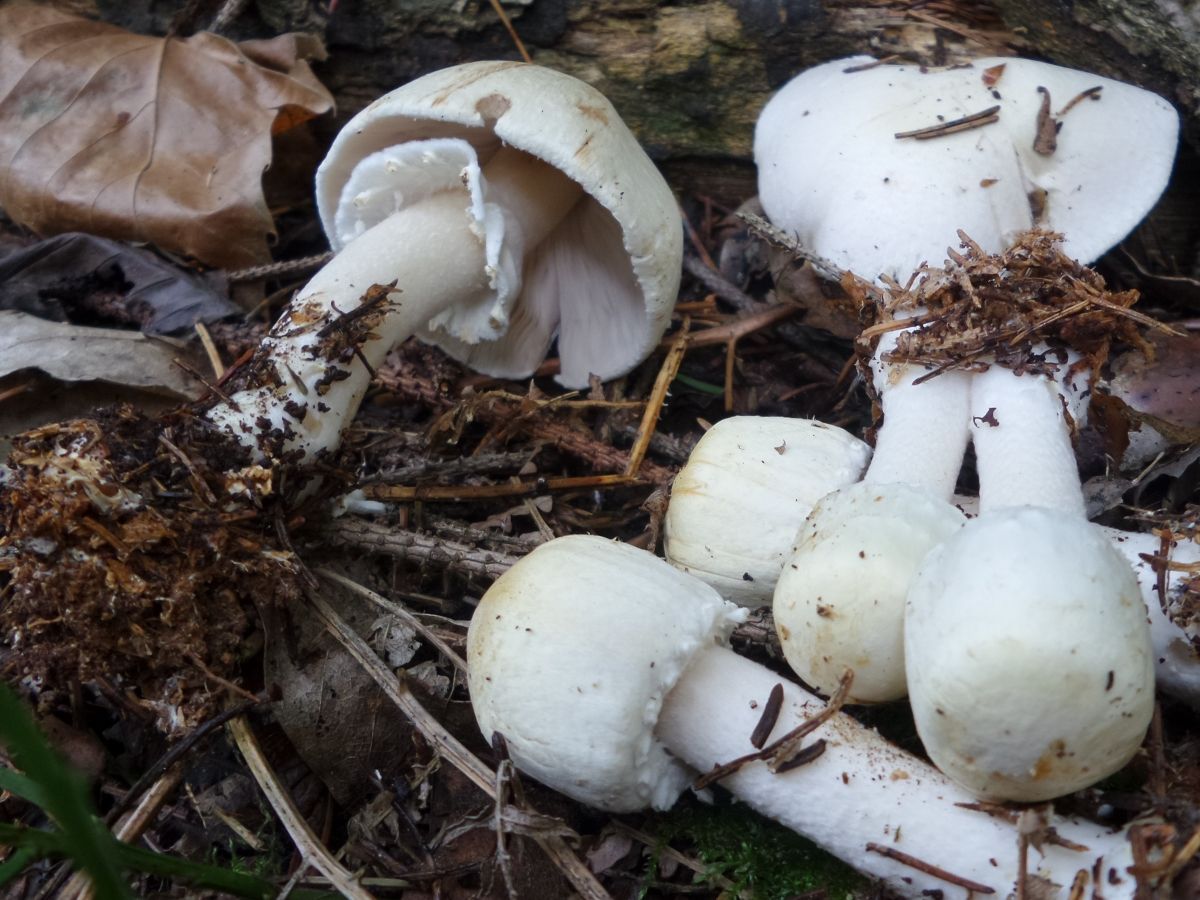 Agaricus sylvicola