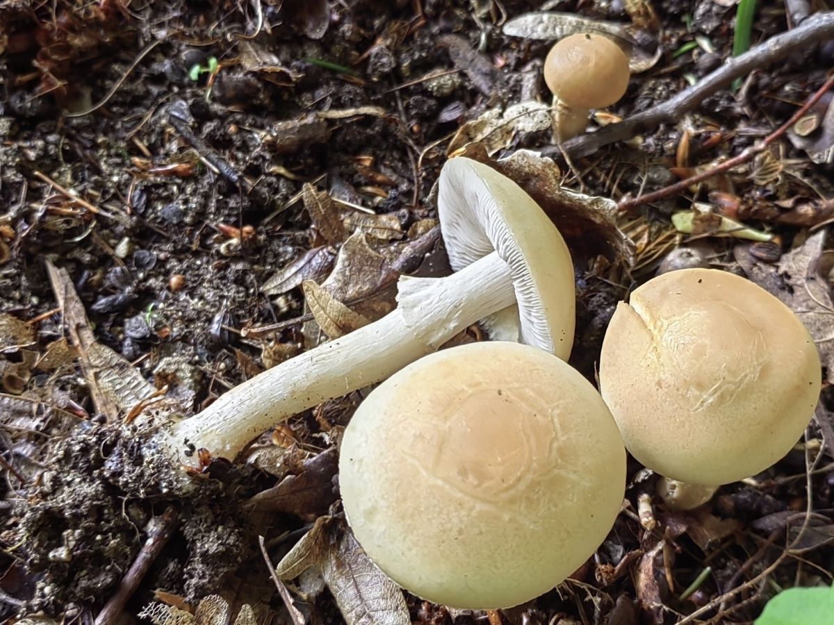 Agrocybe praecox