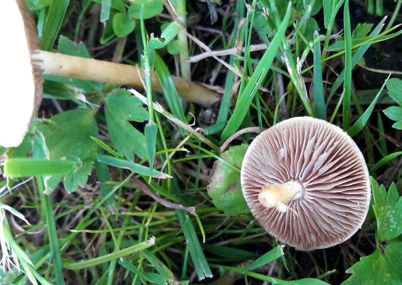 Agrocybe splendida