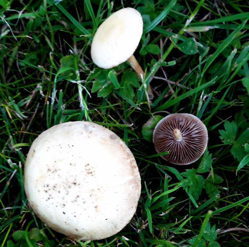 Agrocybe splendida