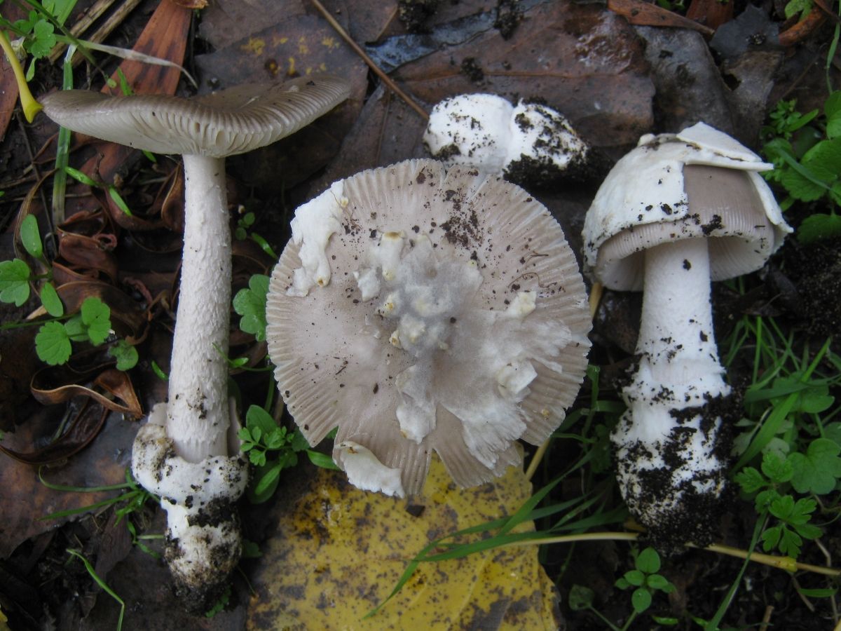 Amanita beckeri