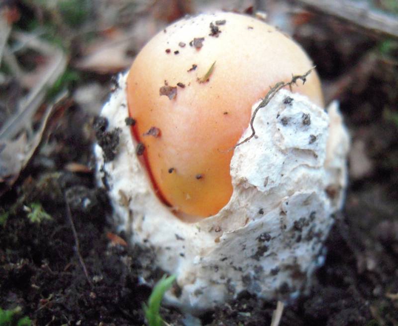 Amanita caesarea