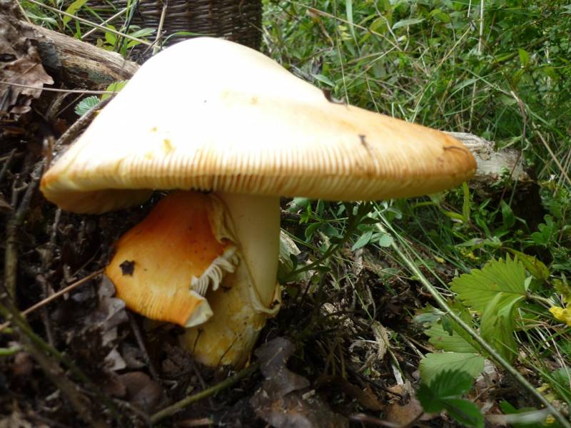 Amanita caesarea