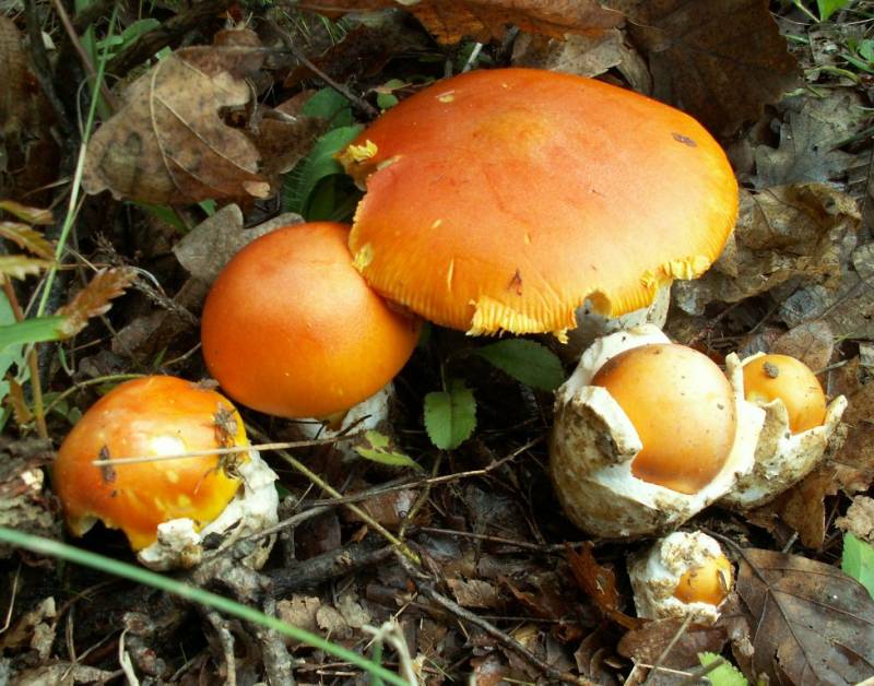 Amanita caesarea