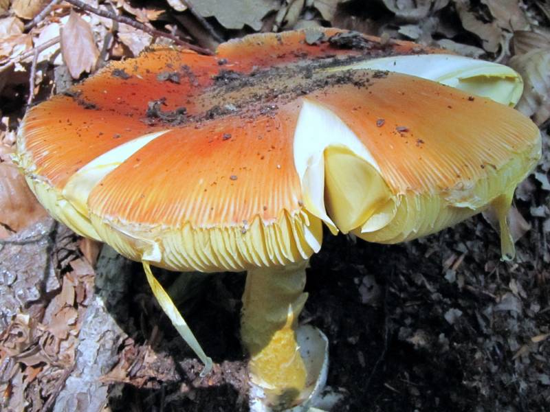 Amanita caesarea