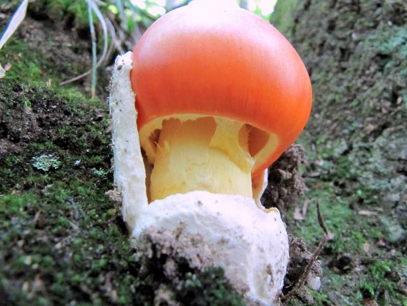 Amanita caesarea