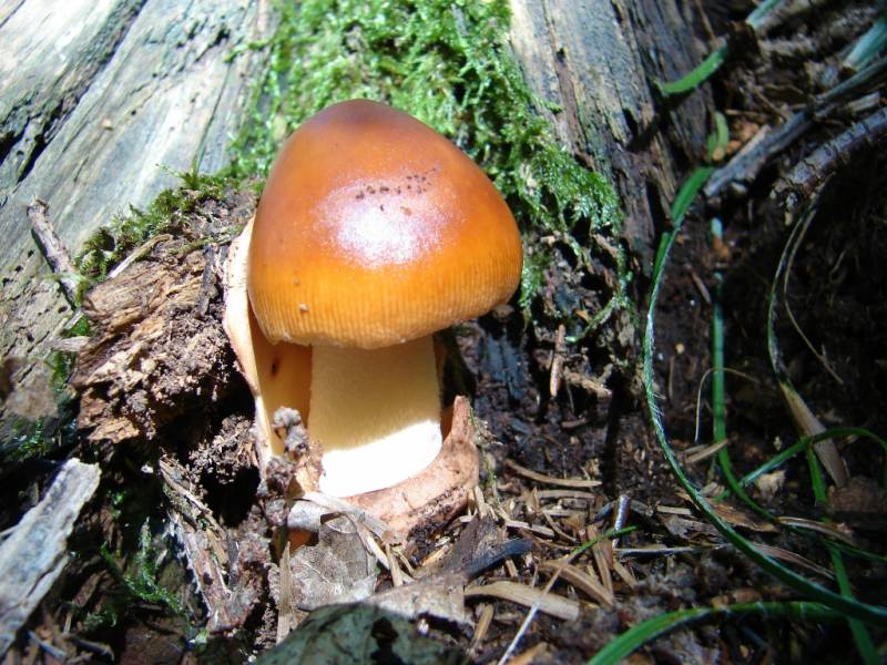 Amanita crocea