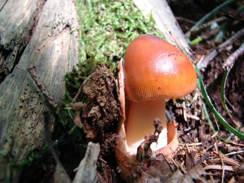 Amanita crocea