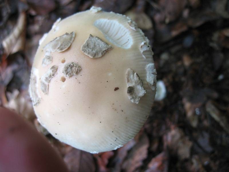 Amanita eliae