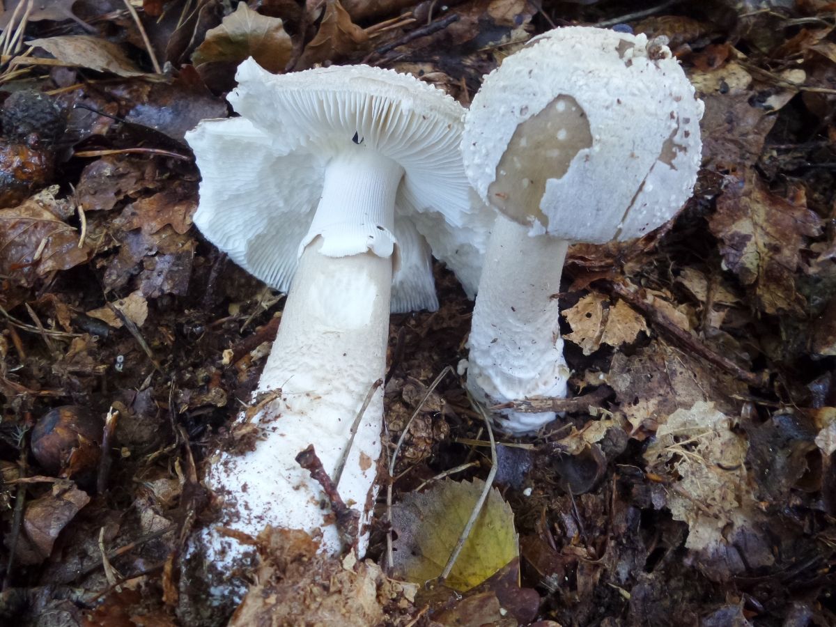 Amanita excelsa