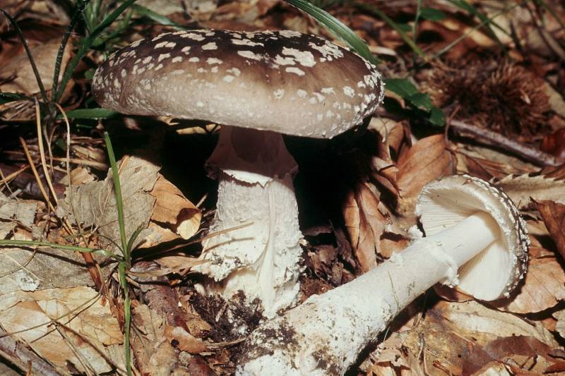 Amanita excelsa