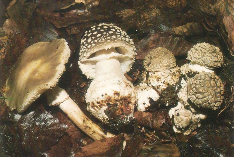 Amanita excelsa