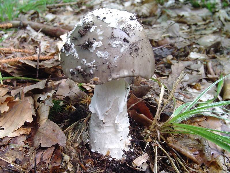 Amanita excelsa