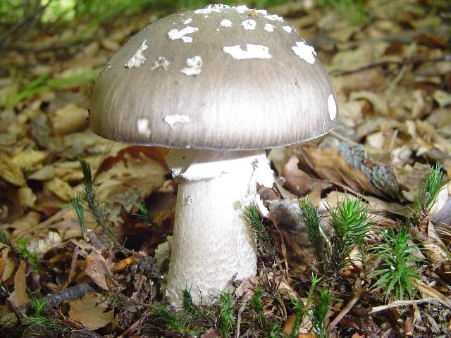 Amanita excelsa