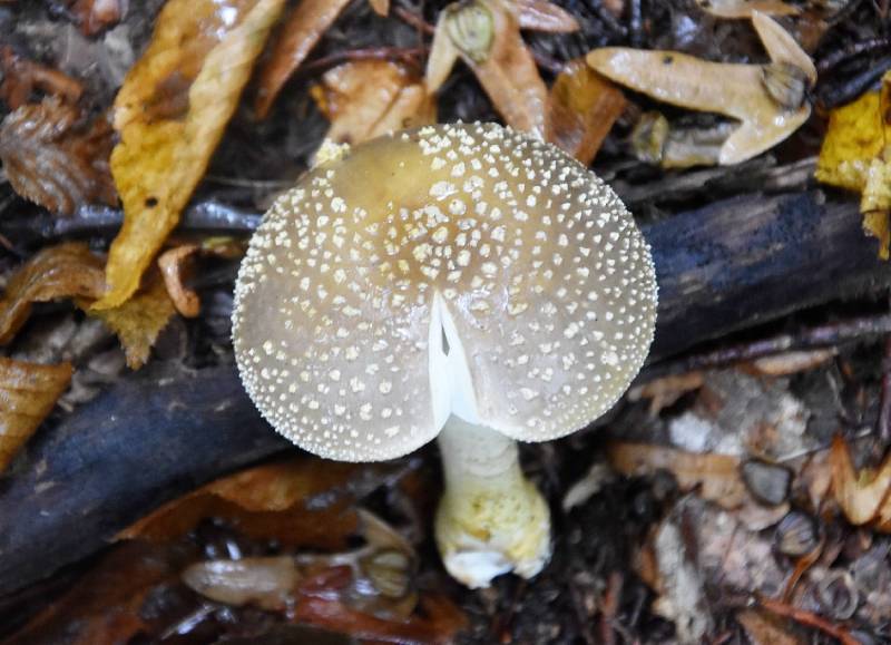 Amanita franchetii