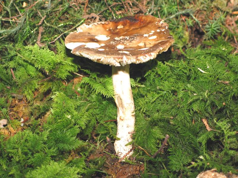 Amanita franchetii