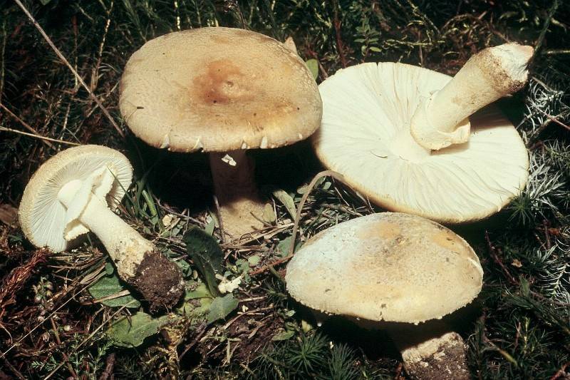 Amanita franchetii