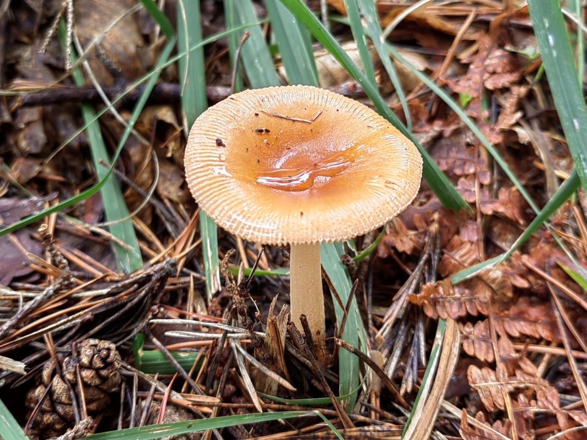 Amanita fulva