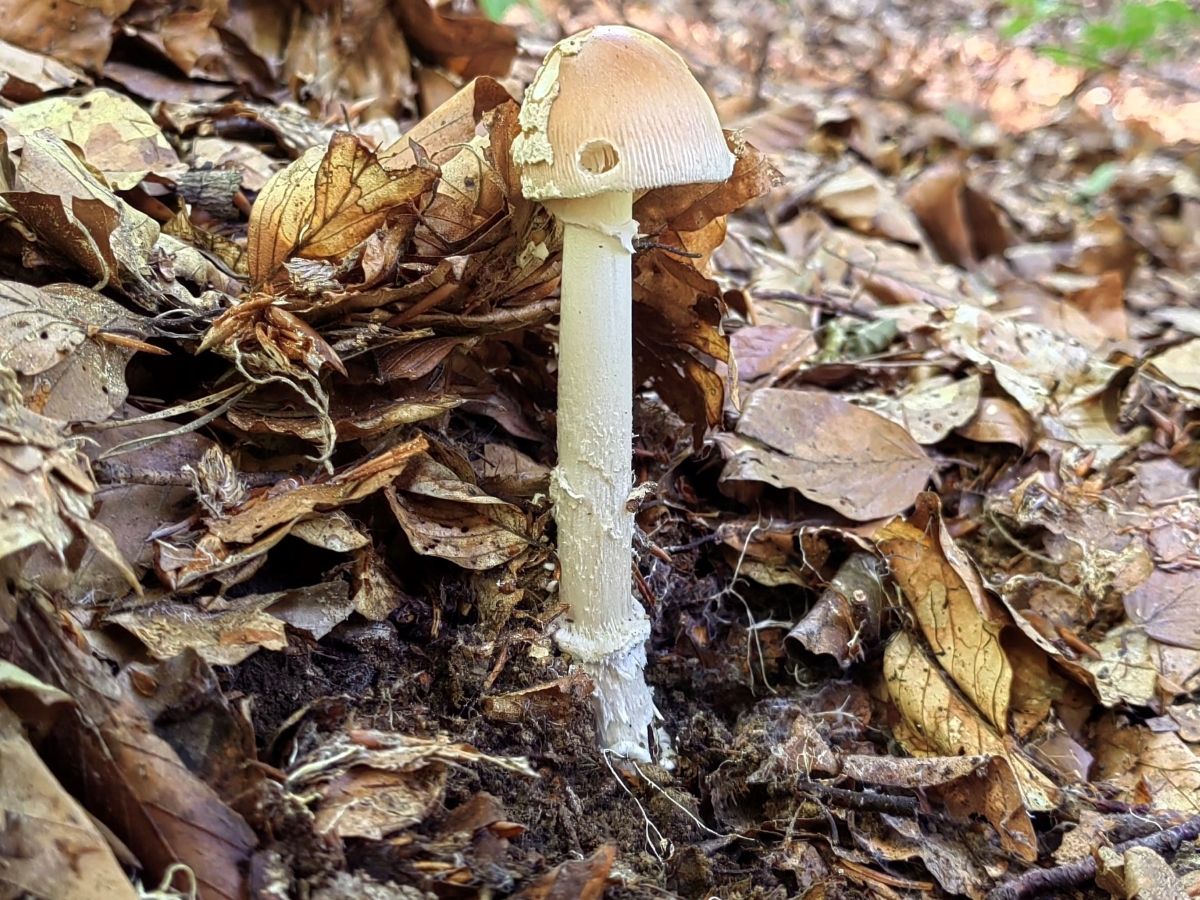 Amanita fulva