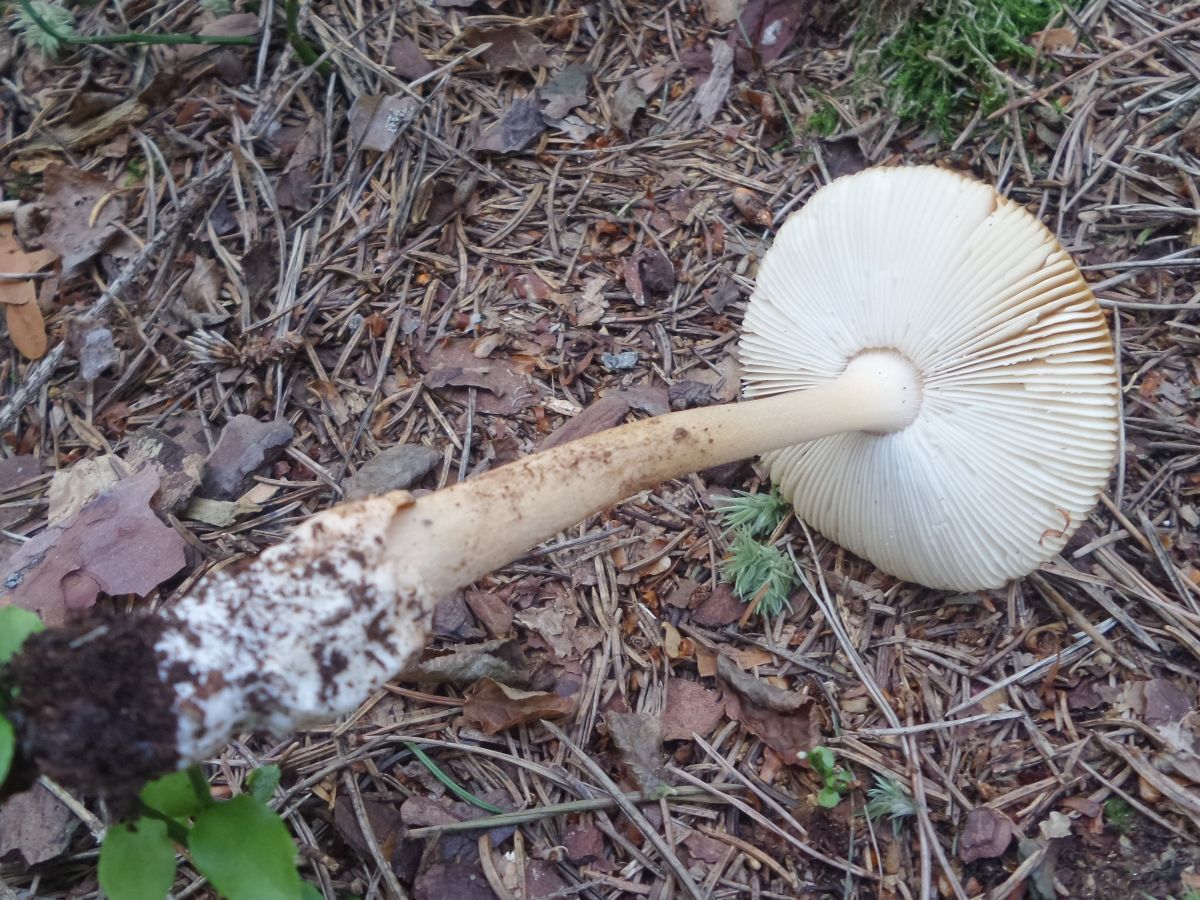 Amanita fulva