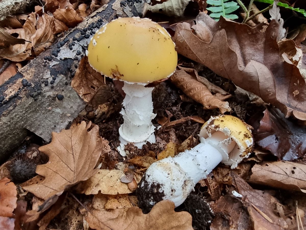 Amanita gemmata