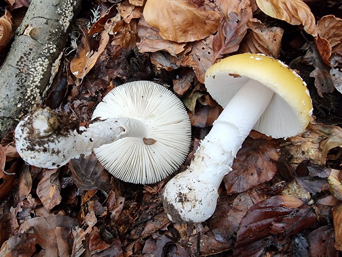 Amanita gemmata