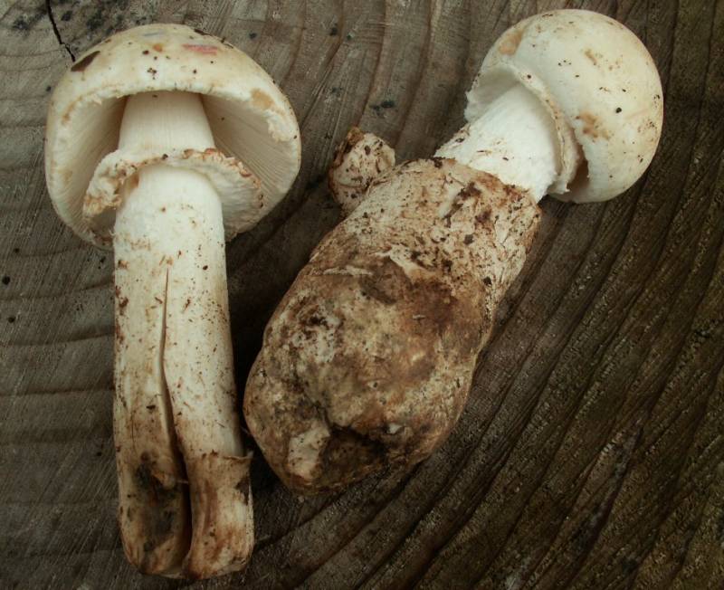 Amanita lepiotoides