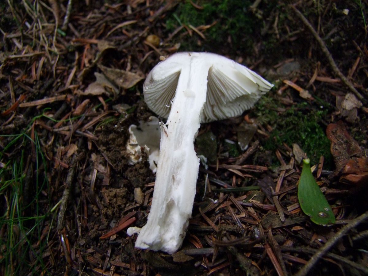 Amanita mairei