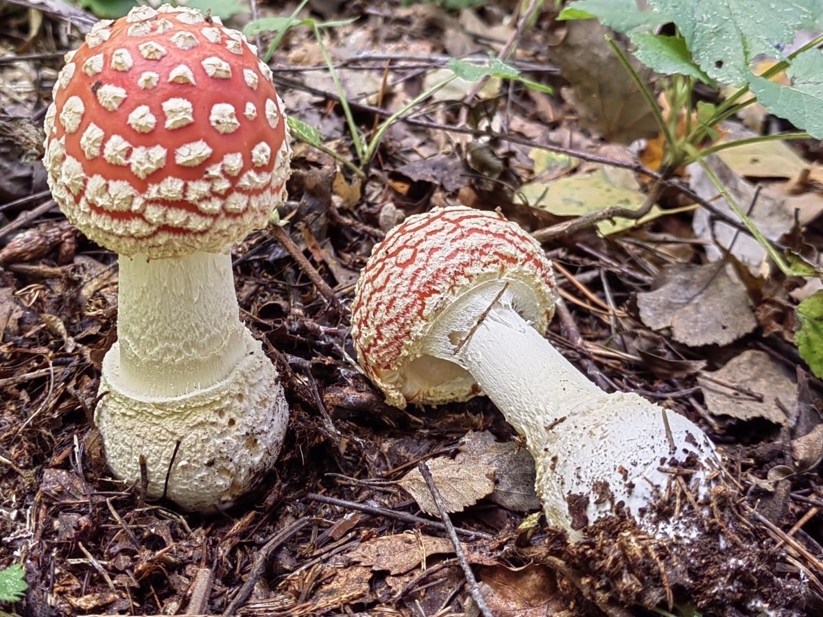 Amanita muscaria