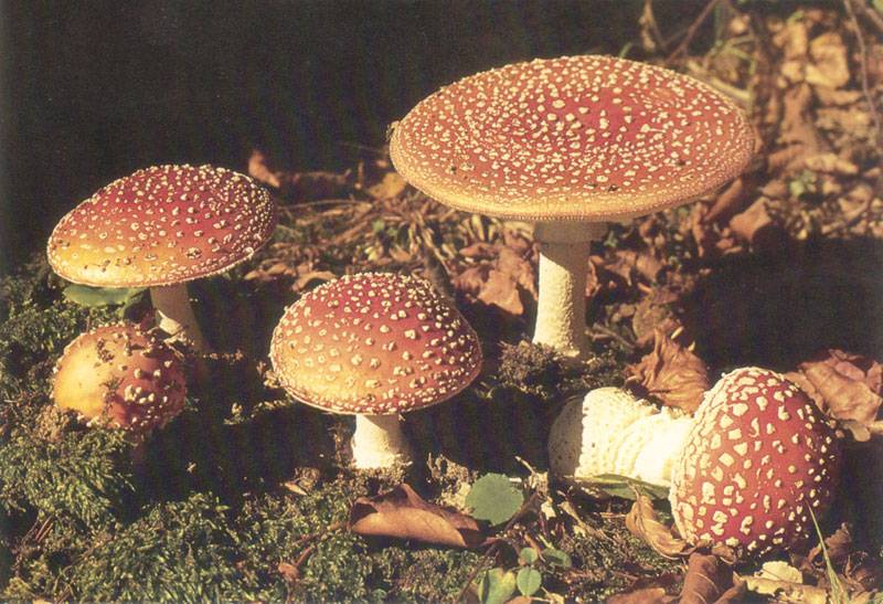 Amanita muscaria