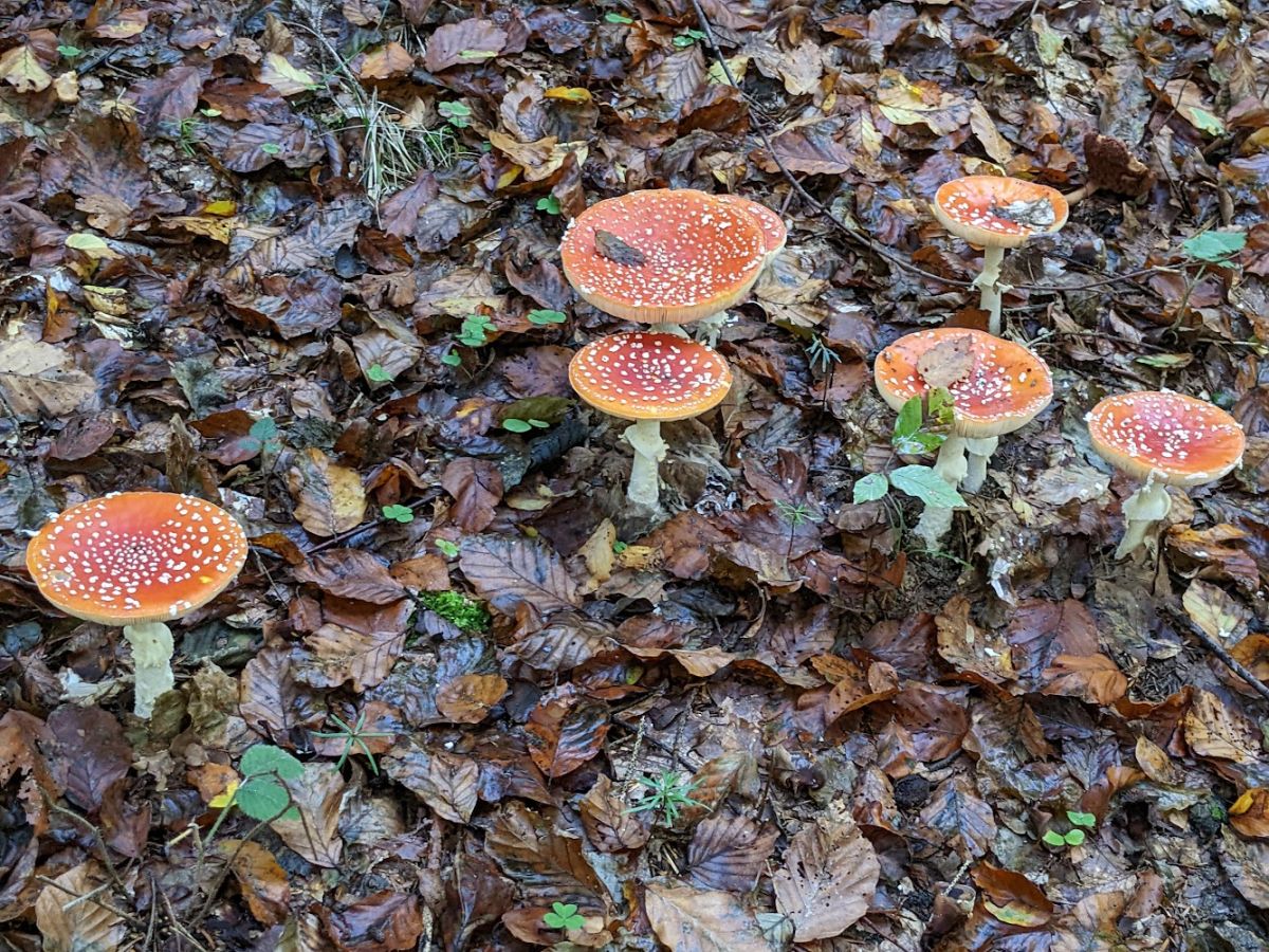 Amanita muscaria