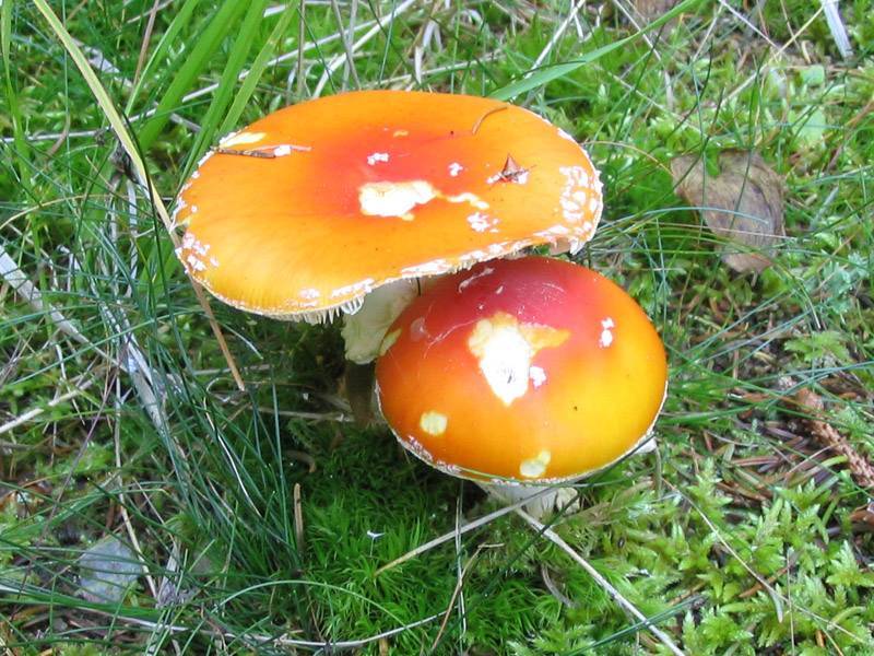 Amanita muscaria