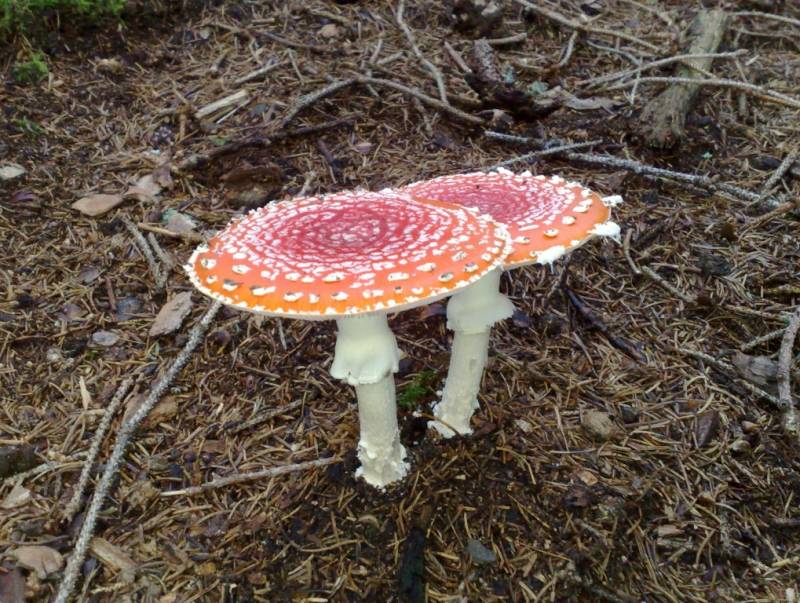 Amanita muscaria