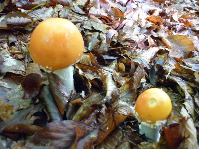 Amanita muscaria