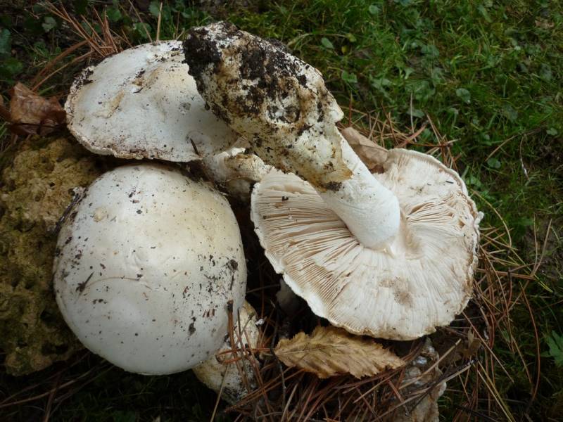 Amanita ovoidea