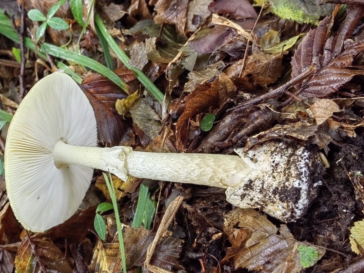 Amanita phalloides