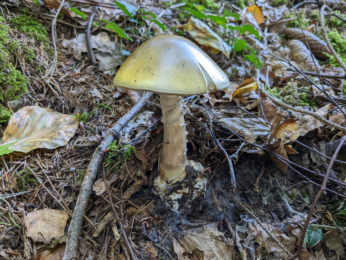 Amanita phalloides