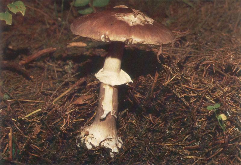 Amanita porphyria