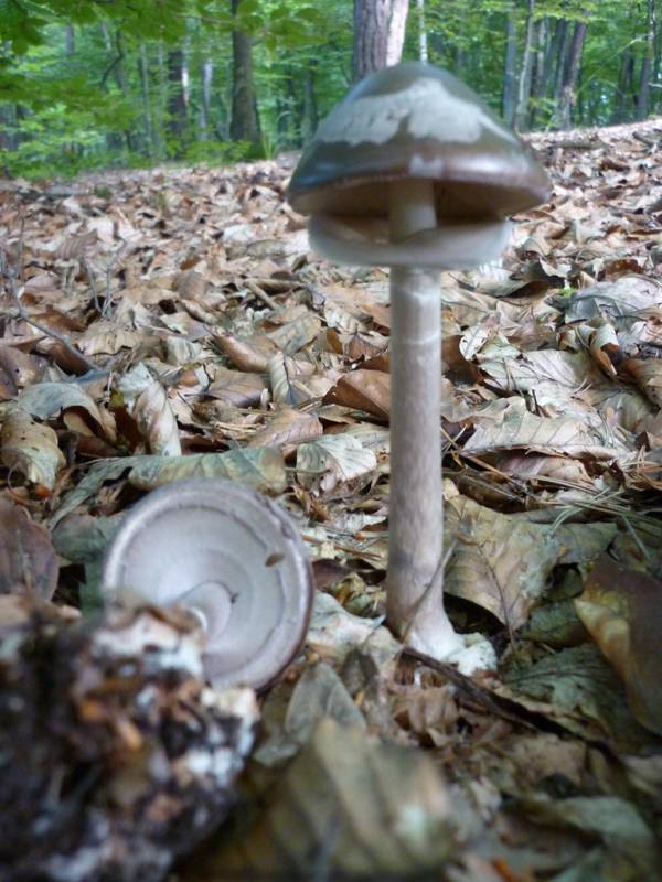 Amanita porphyria